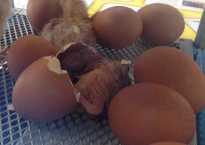 Chicks hatching at Greatworth PreSchool Near Brackley